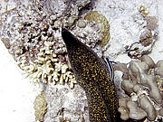 Picture 'Eg2_0_2361 Moray Eel, Egypt'